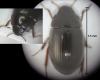 Hydrobius fuscipes